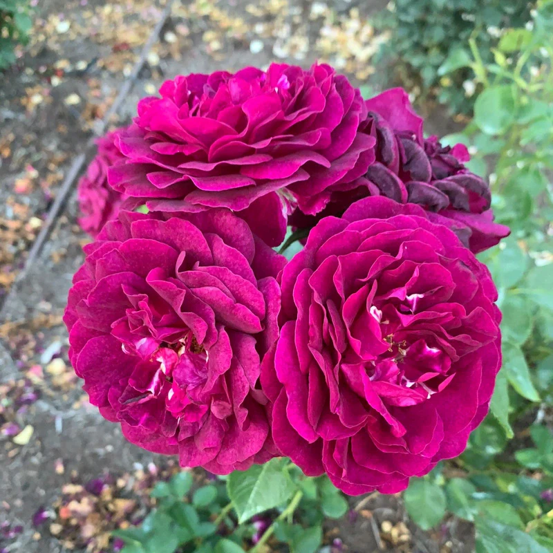 Twilight Zone Grandiflora Rose - Image 8