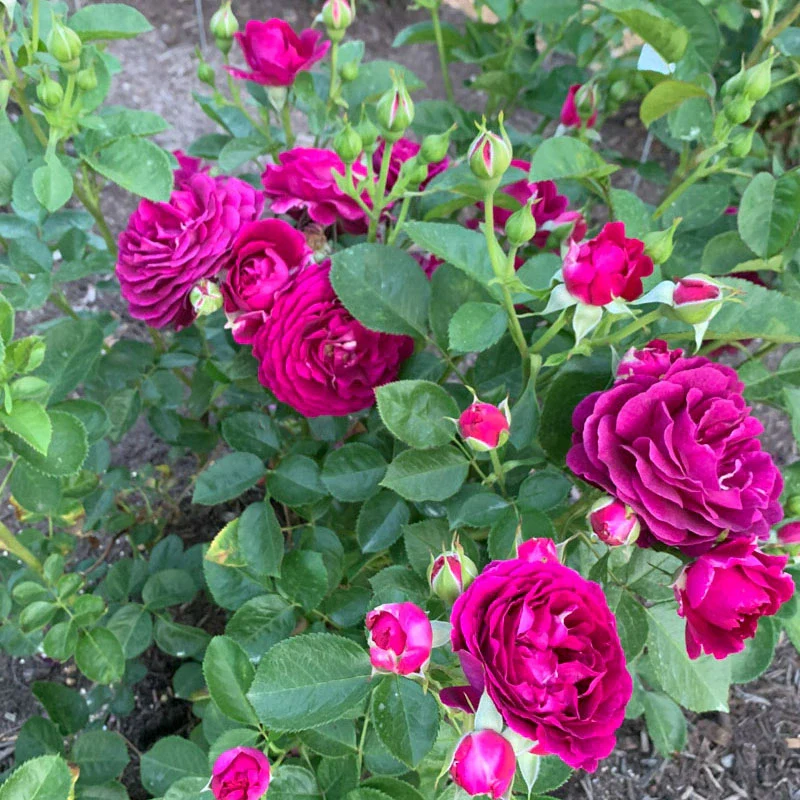 Twilight Zone Grandiflora Rose - Image 9