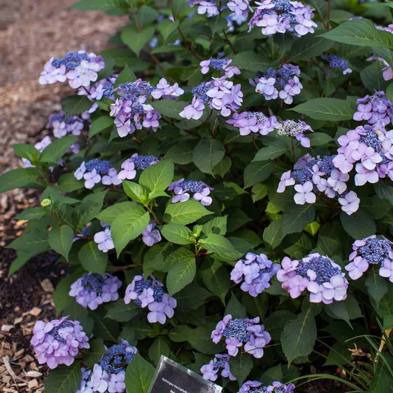 Endless Summer® Twist-N-Shout® Hydrangea