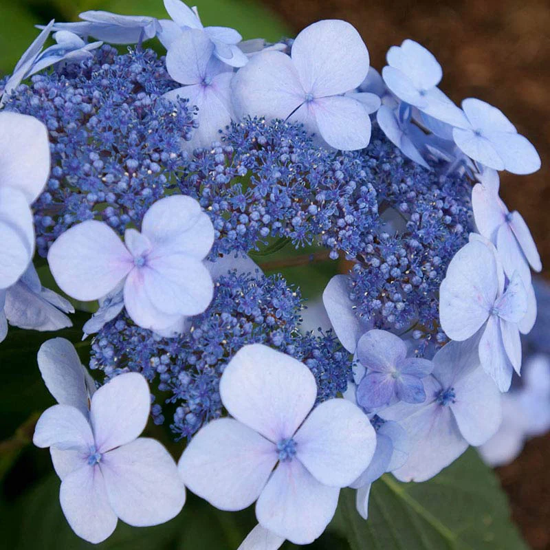 Endless Summer® Twist-N-Shout® Hydrangea - Image 2