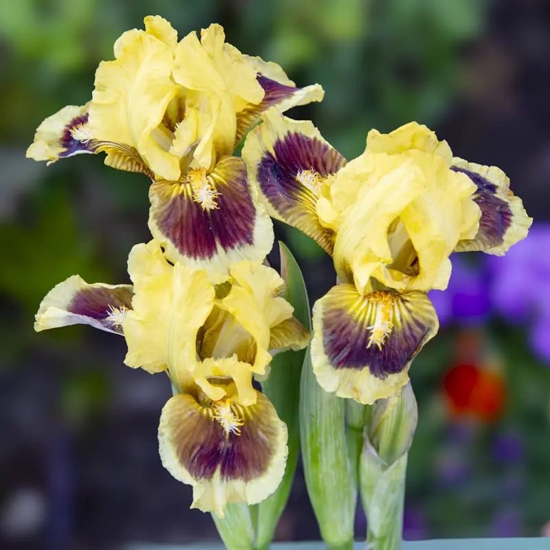 Ultimate Dwarf Bearded Iris - Image 2