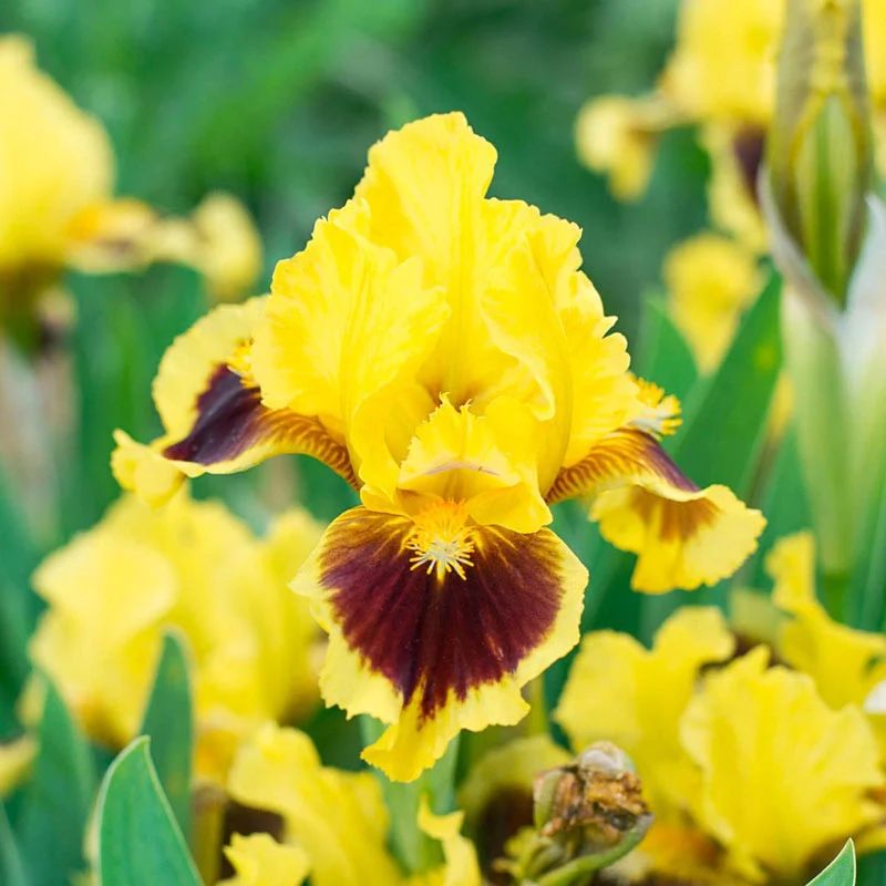 Ultimate Dwarf Bearded Iris - Image 3