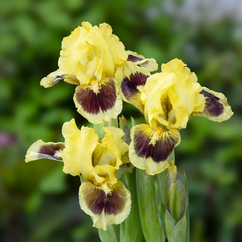 Ultimate Dwarf Bearded Iris - Image 4