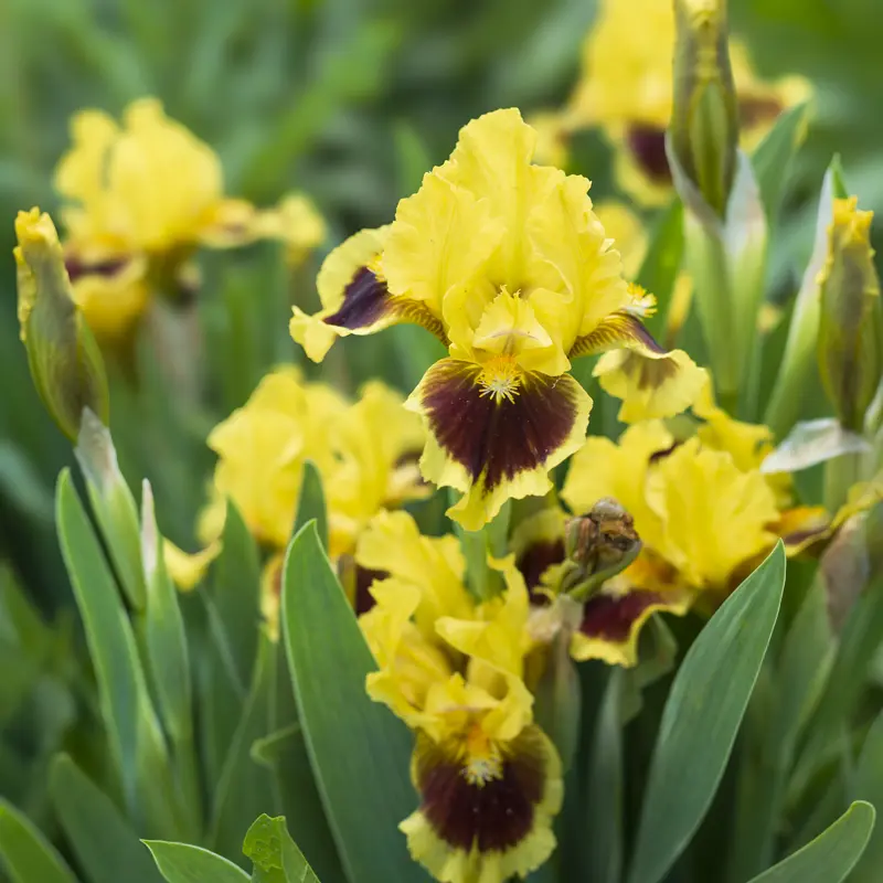 Ultimate Dwarf Bearded Iris - Image 5