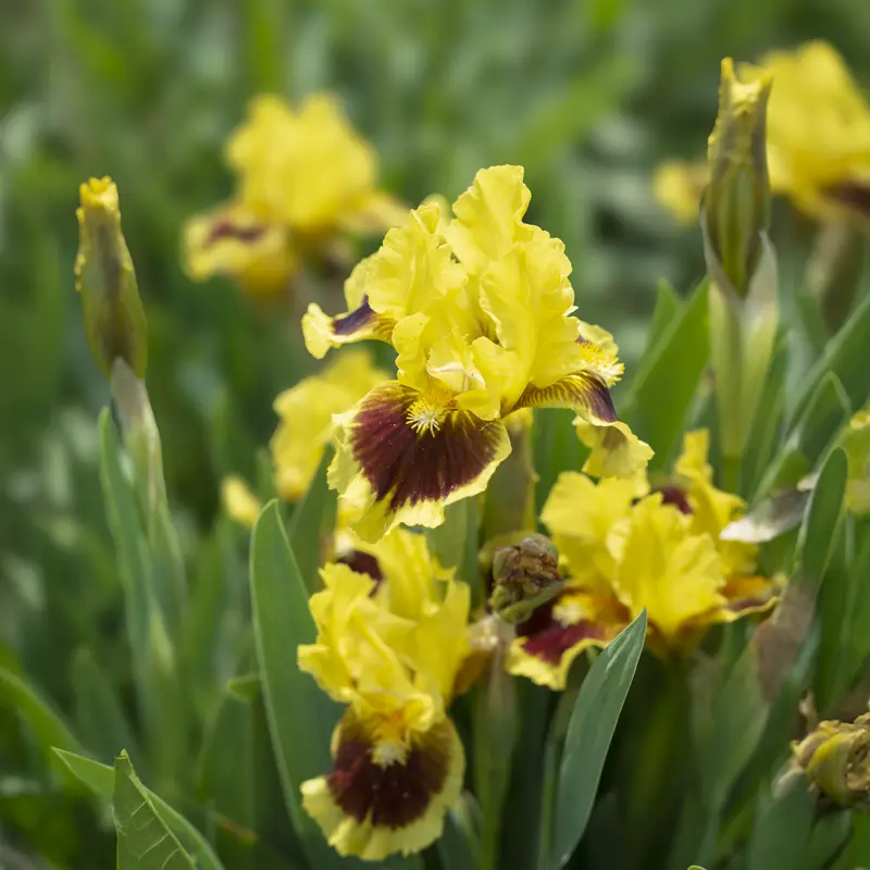 Ultimate Dwarf Bearded Iris - Image 6