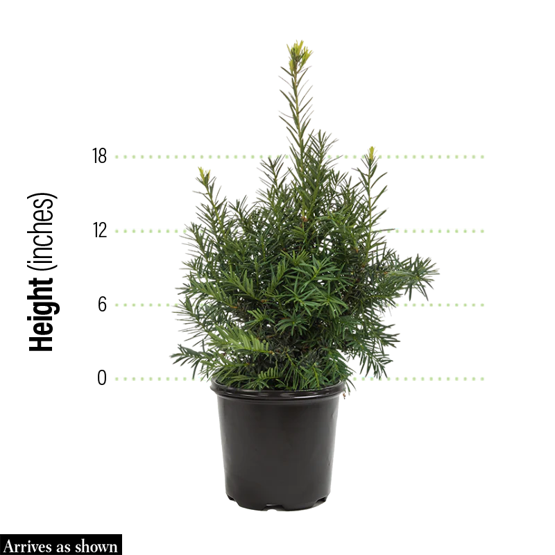 Hicks Upright Yew Hedge - Image 2