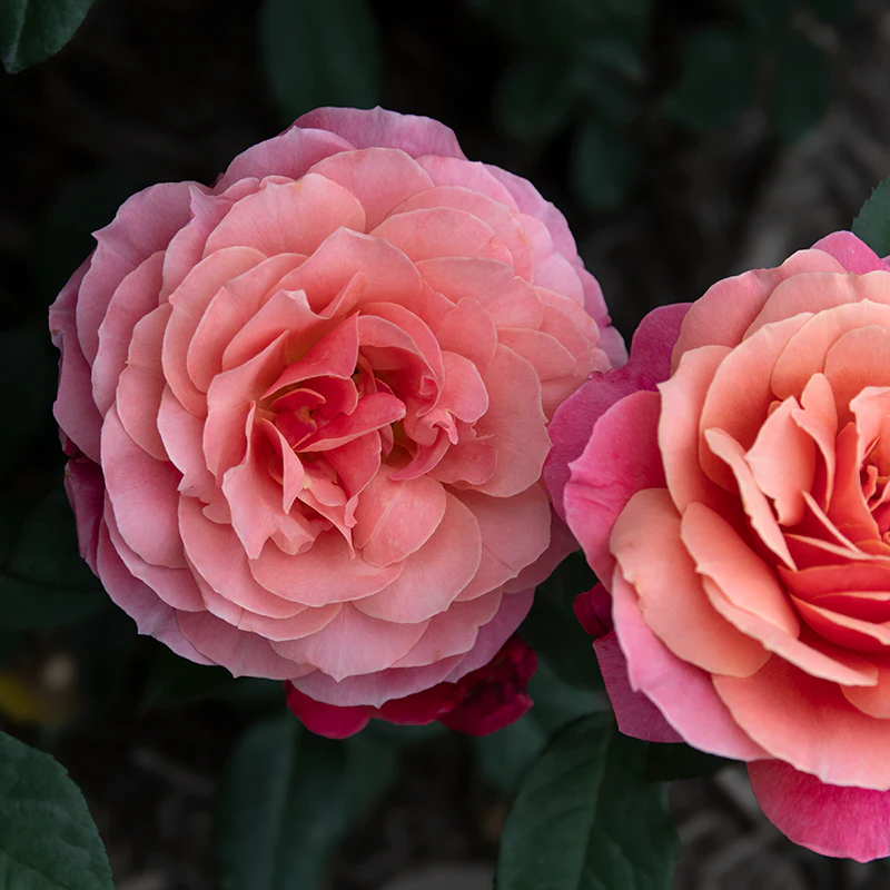 Uptown Girl™ Grandiflora Rose - Image 10