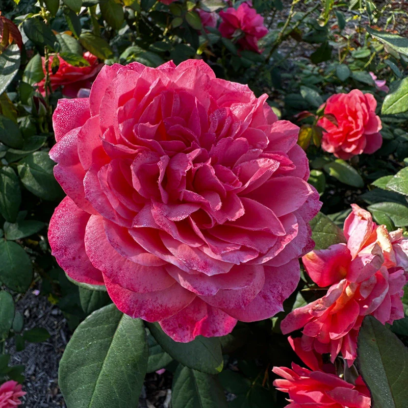 Uptown Girl™ Grandiflora Rose - Image 11