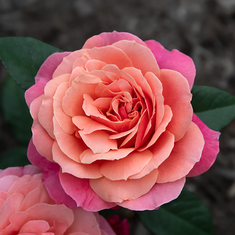 Uptown Girl™ Grandiflora Rose - Image 3