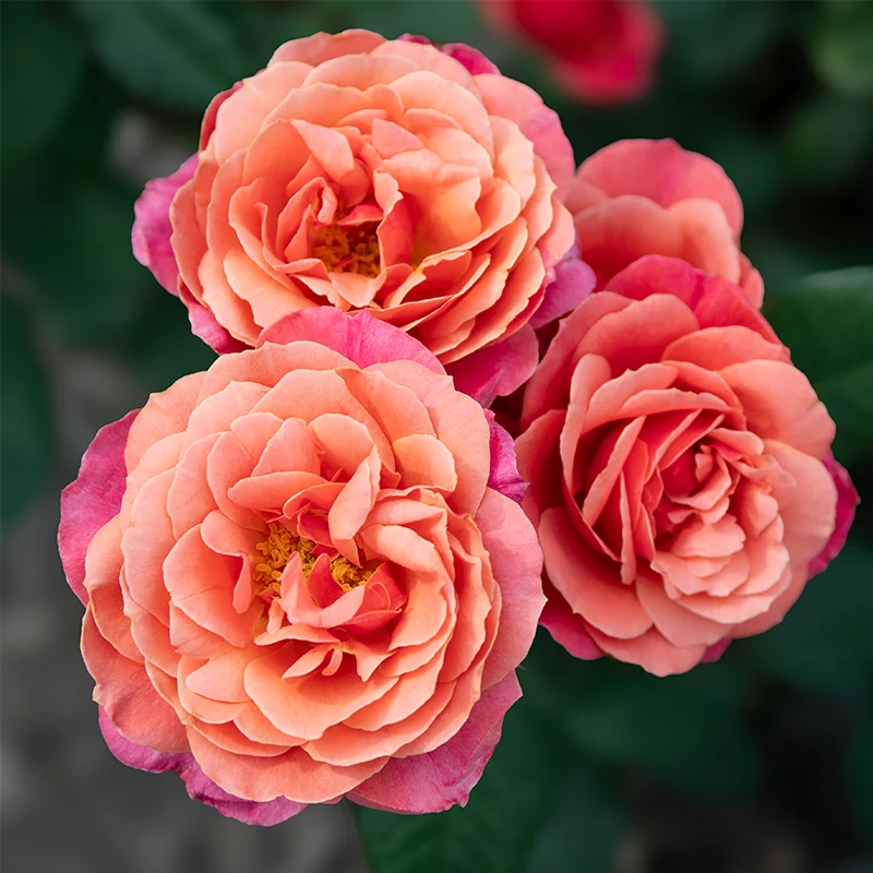 Uptown Girl™ Grandiflora Rose - Image 4