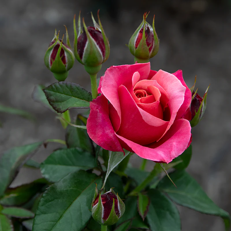 Uptown Girl™ Grandiflora Rose - Image 5