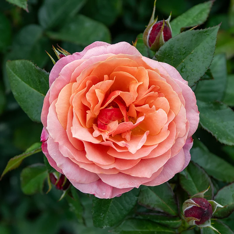 Uptown Girl™ Grandiflora Rose - Image 6