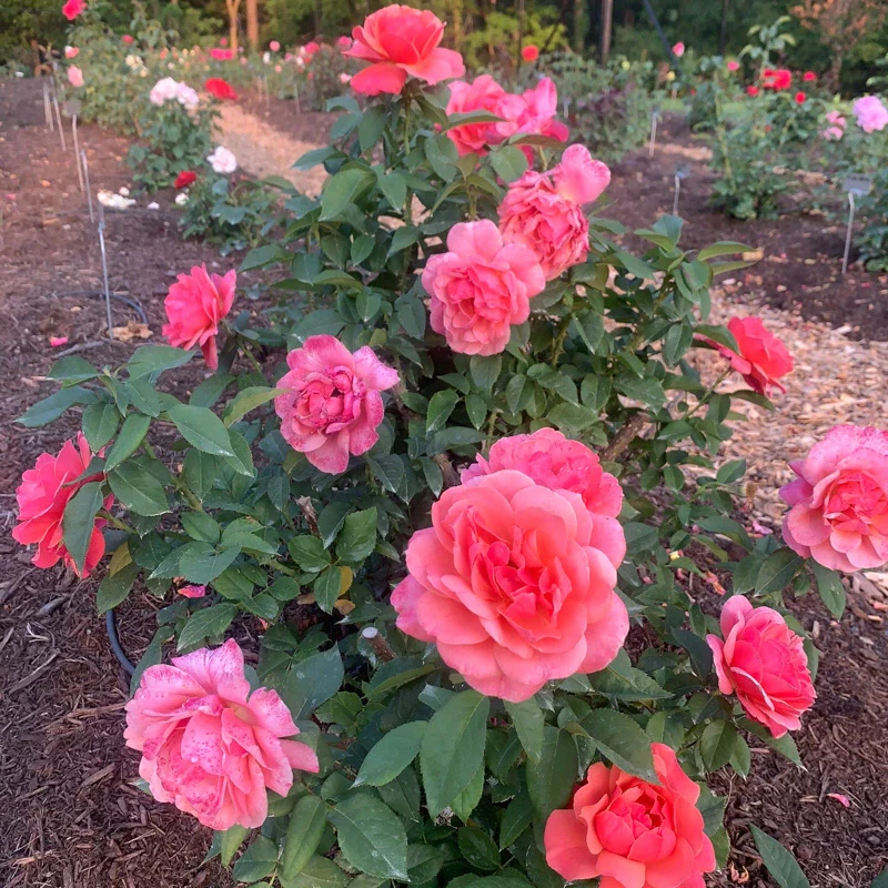 Uptown Girl™ Grandiflora Rose - Image 7