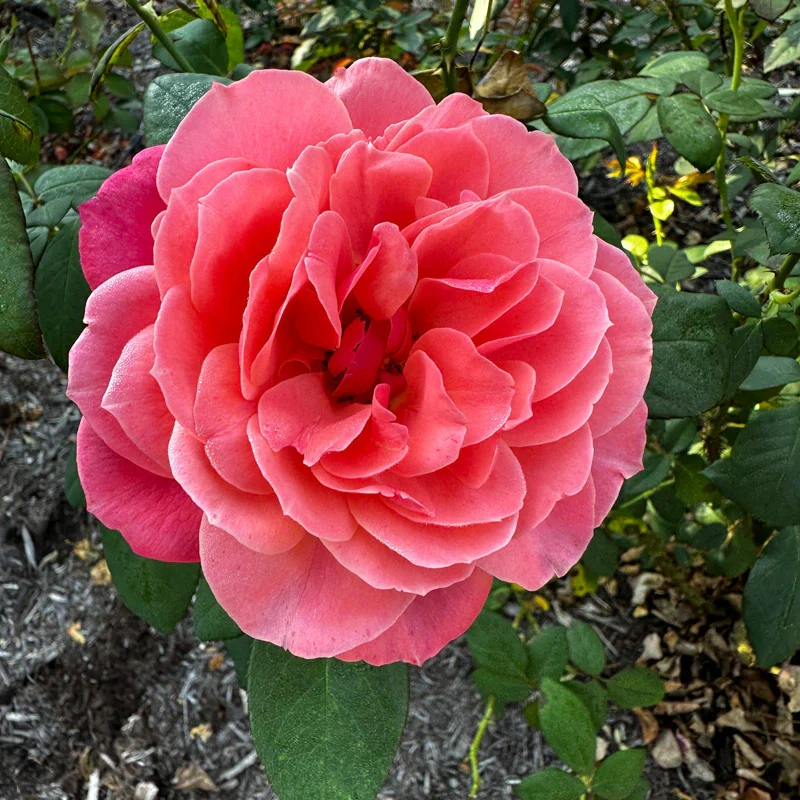 Uptown Girl™ Grandiflora Rose - Image 8