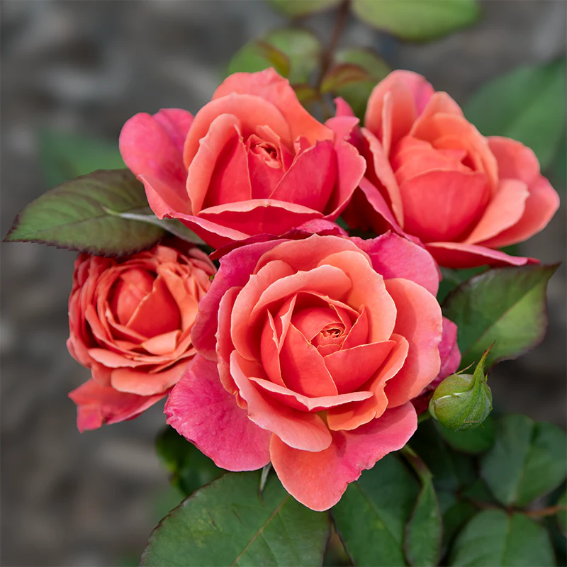 Uptown Girl™ Grandiflora Rose - Image 9