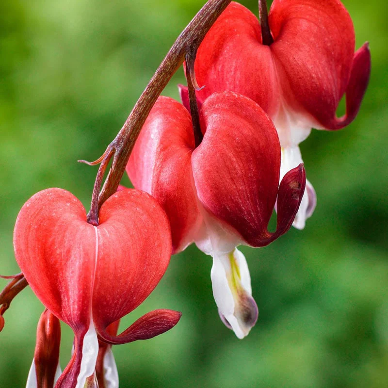 Valentine Bleeding Heart (Dicentra Spectabilis) - Image 2
