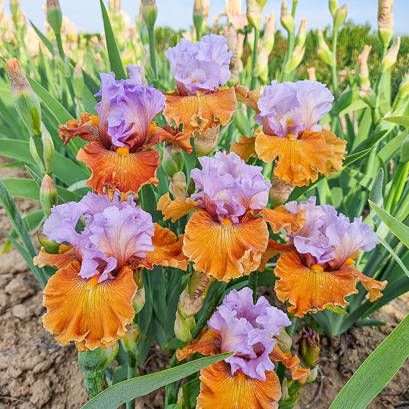 Valley Of Dreams Bearded Iris - Image 2