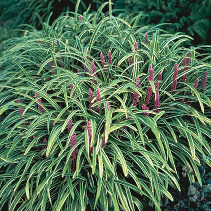 Variegated Liriope - Image 2