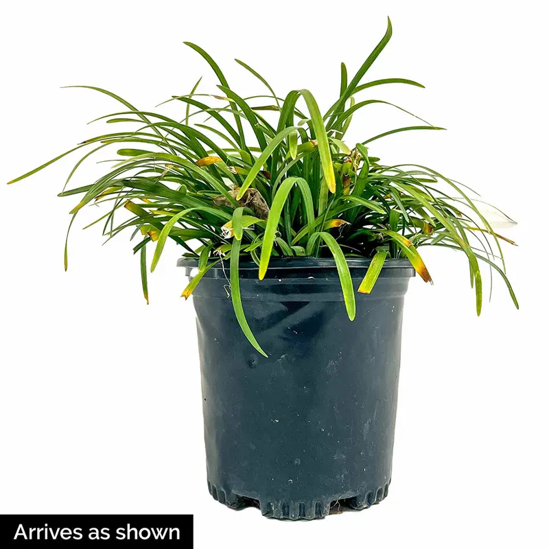 Variegated Liriope - Image 3