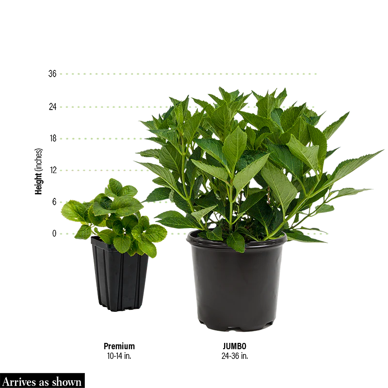 Annabelle Hydrangea Shrub - Image 4