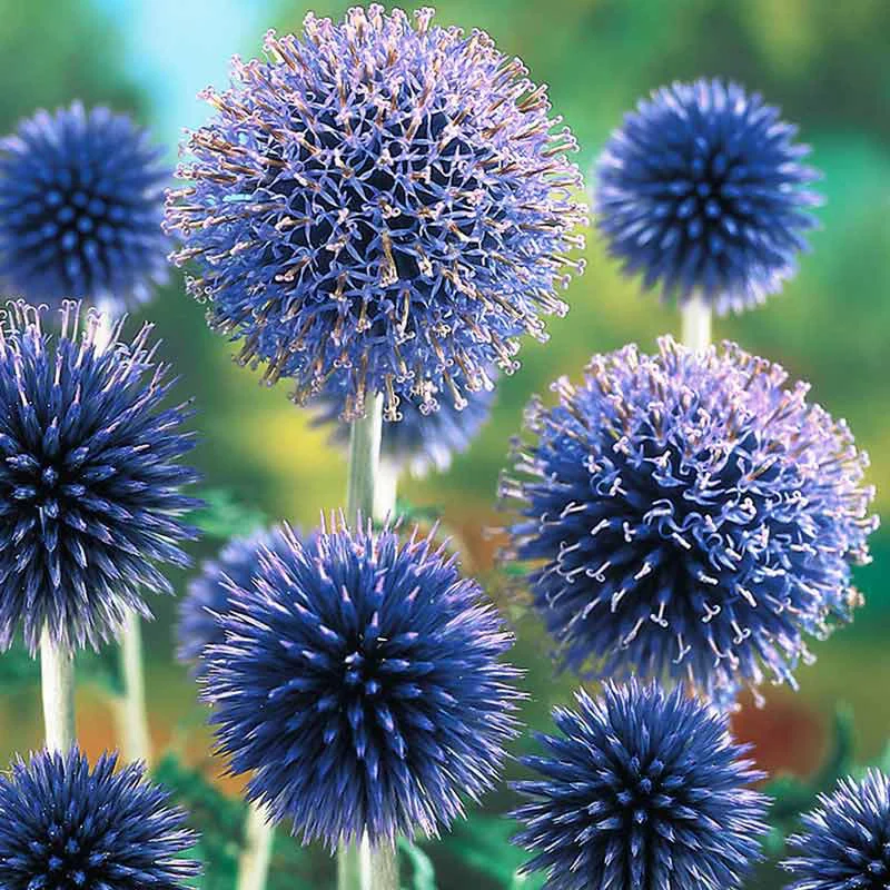 Veitch's Blue Globe Thistle - Image 2