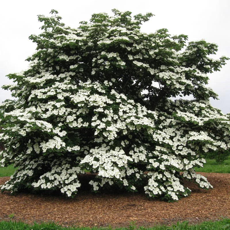 Venus Dogwood - Image 2