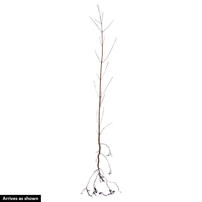 Venus Dogwood - Image 3