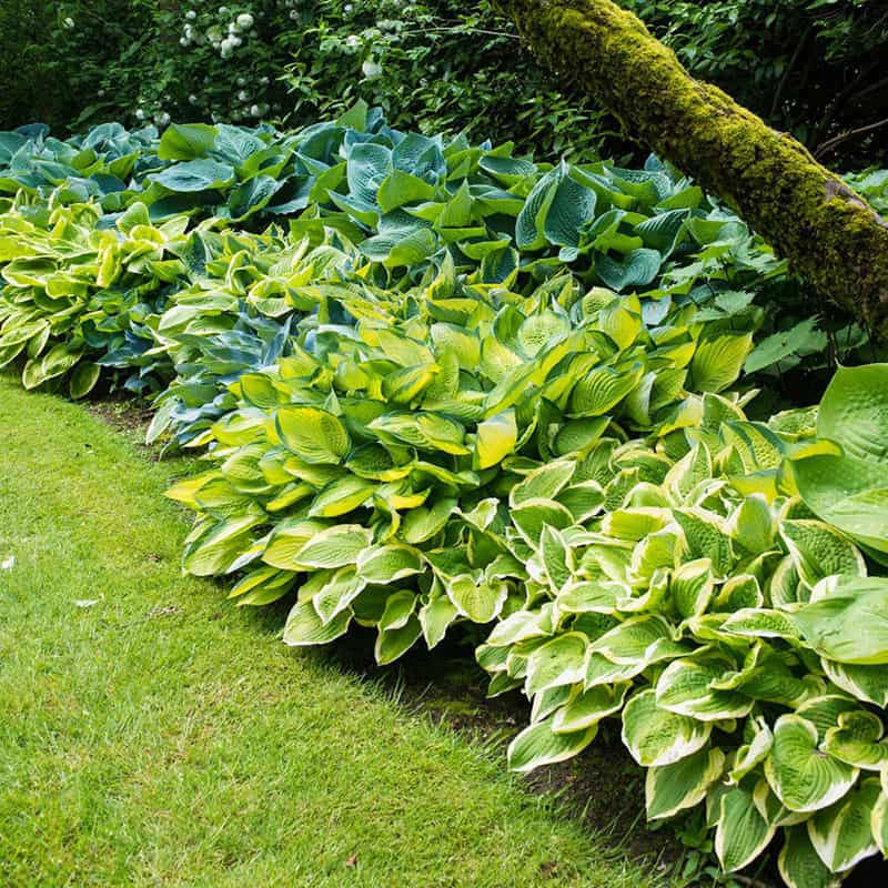 Hosta Verdant Medley Collection - Image 2