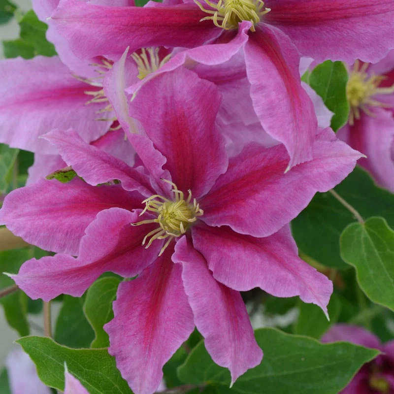 Clematis Vicki™ - Image 2