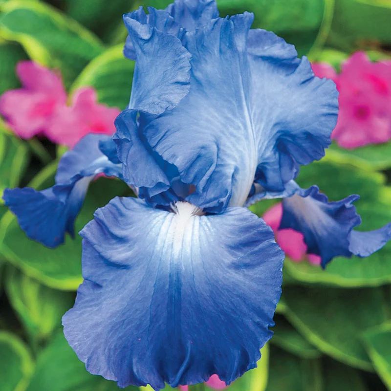 Victoria Falls Reblooming Iris - Image 2