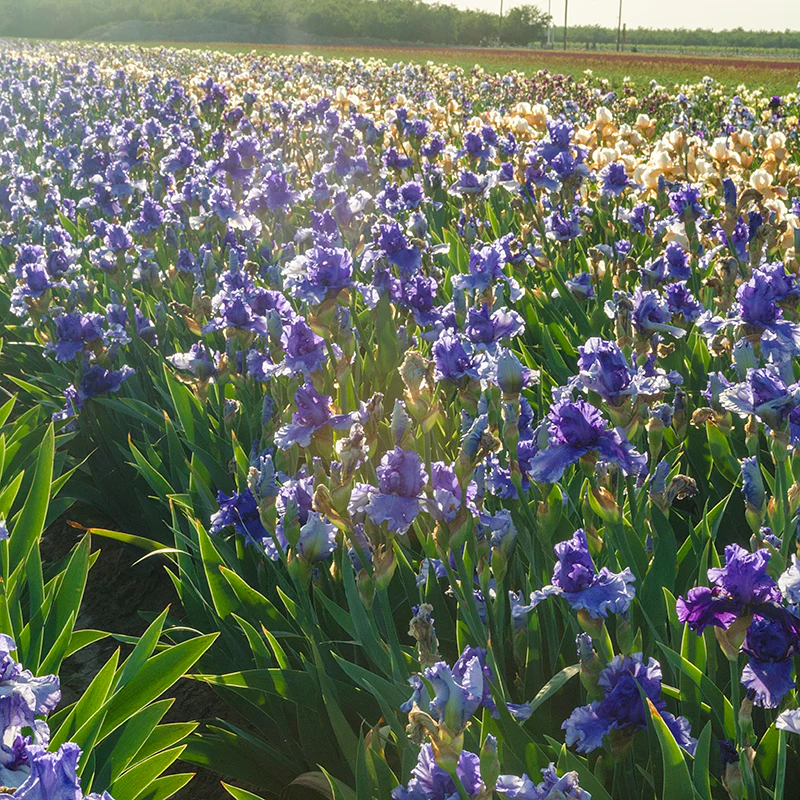 Victoria Falls Reblooming Iris - Image 3