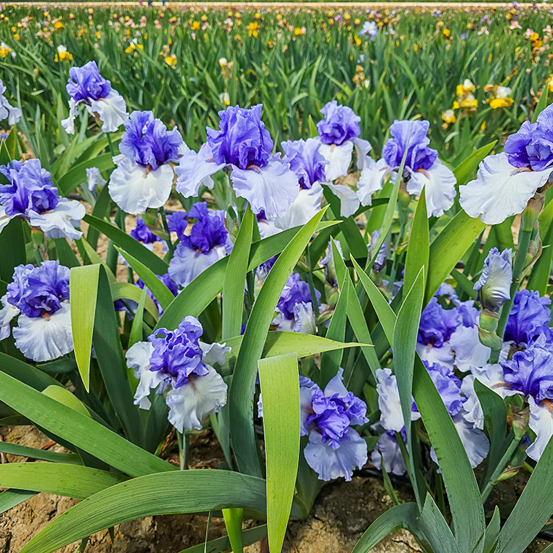 Villa Erba Bearded Iris - Image 2