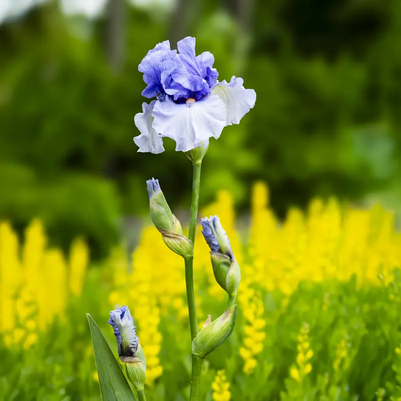 Villa Erba Bearded Iris - Image 3