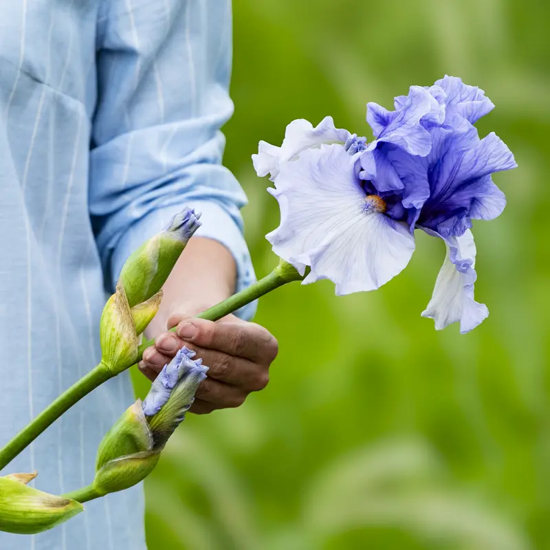 Villa Erba Bearded Iris - Image 4