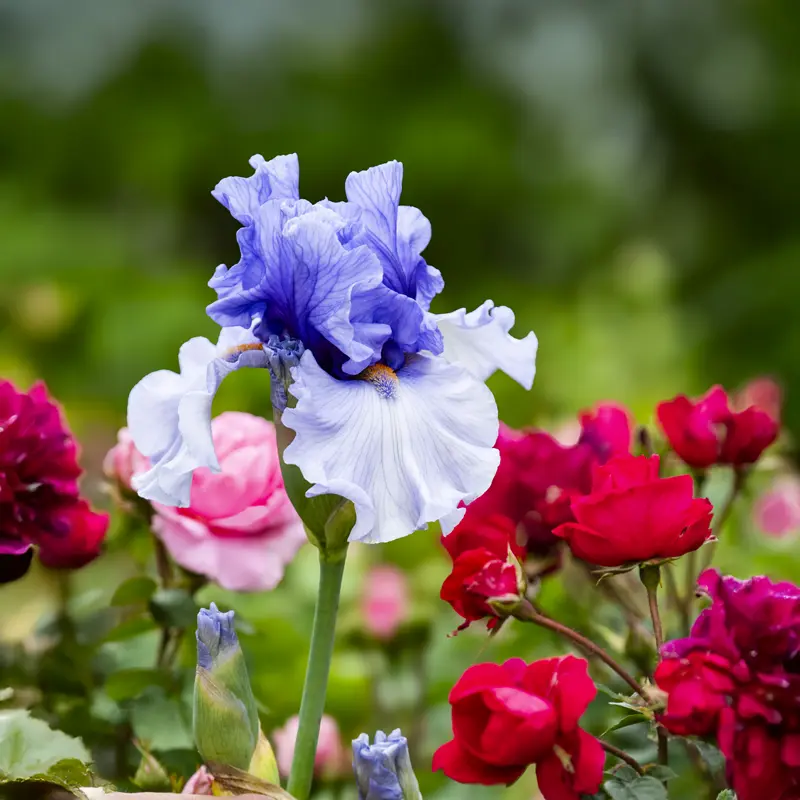 Villa Erba Bearded Iris - Image 5