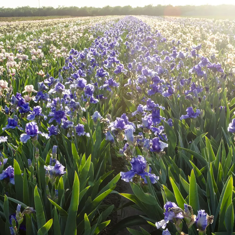 Villa Erba Bearded Iris - Image 6