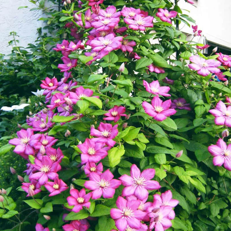 Clematis Ville de Lyon