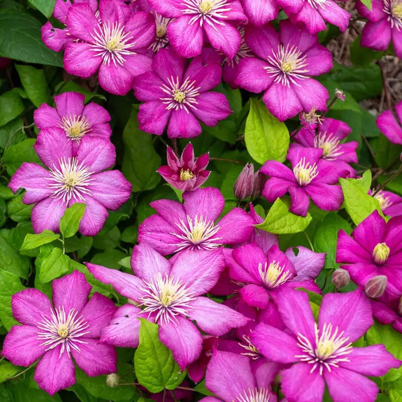 Clematis Ville de Lyon - Image 2