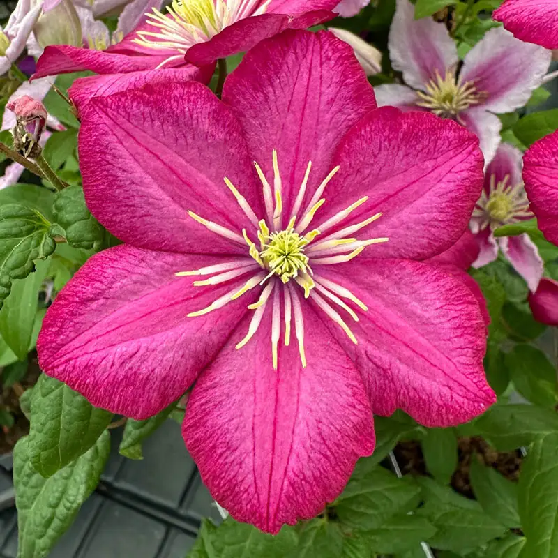 Clematis Ville de Lyon - Image 3