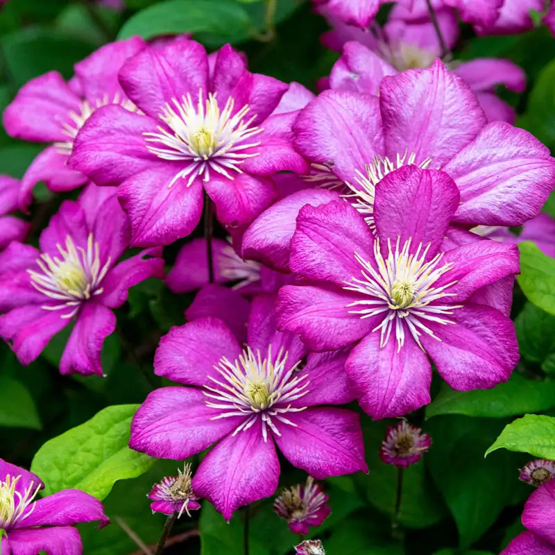Clematis Ville de Lyon - Image 4
