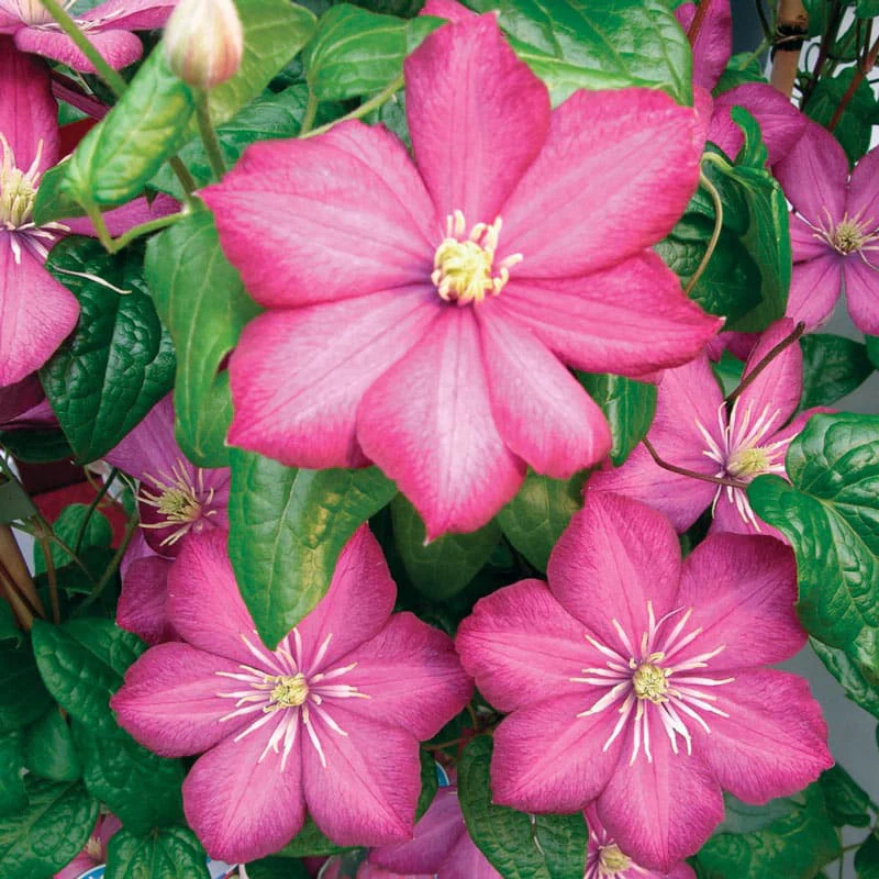Clematis Ville de Lyon - Image 5