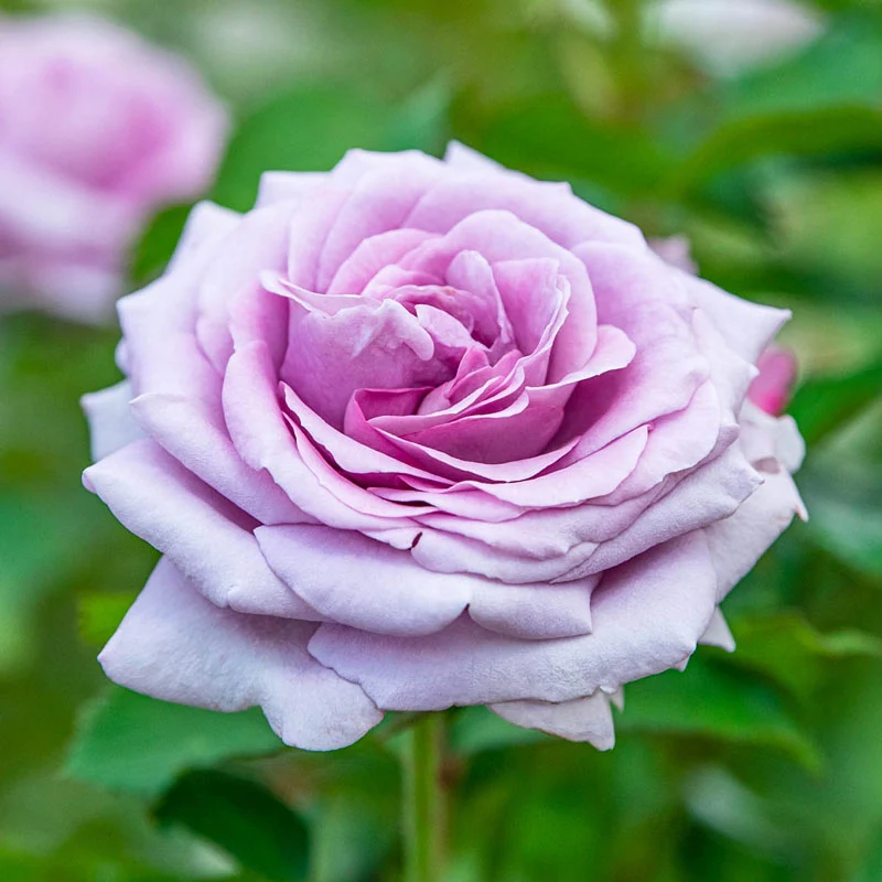 Violet's Pride™ Floribunda Rose - Image 2