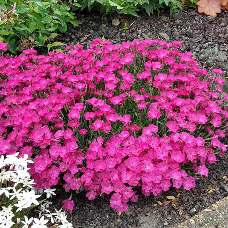 Vivid Bright Light Dianthus - Image 2