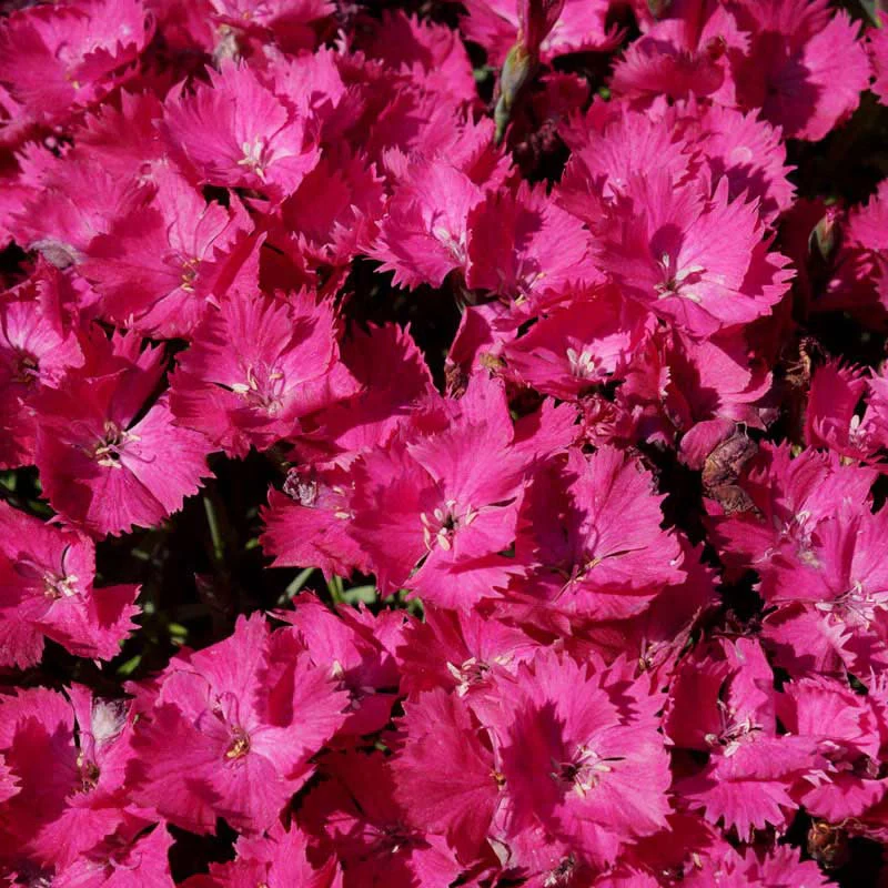 Vivid Bright Light Dianthus - Image 3