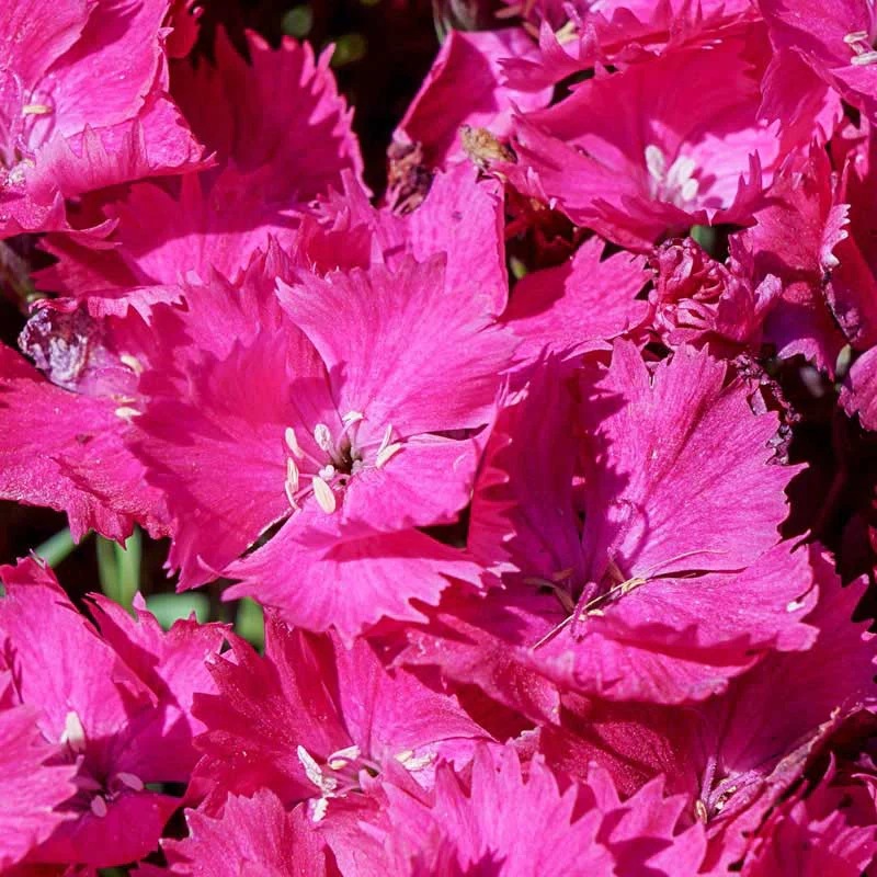 Vivid Bright Light Dianthus - Image 4