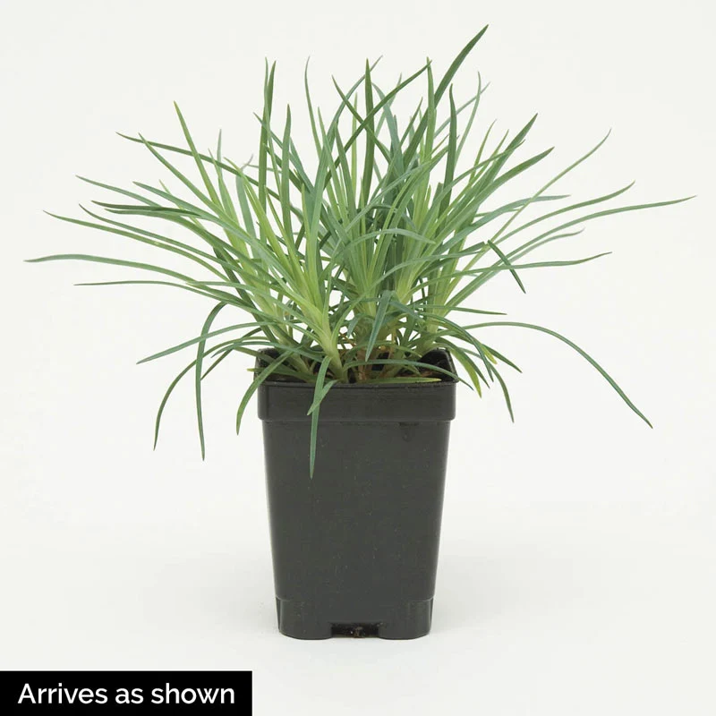 Vivid Bright Light Dianthus - Image 5