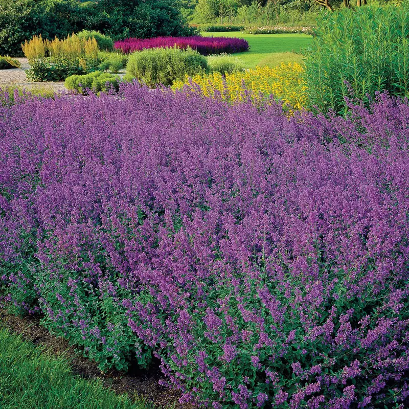 Walkers Low Catmint