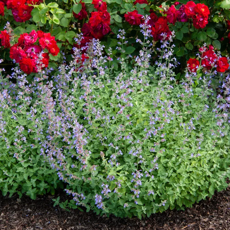 Walkers Low Catmint - Image 2