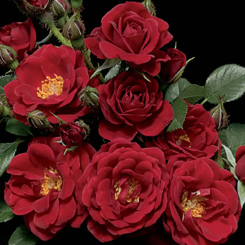 Warm & Fuzzy™ Miniature Rose