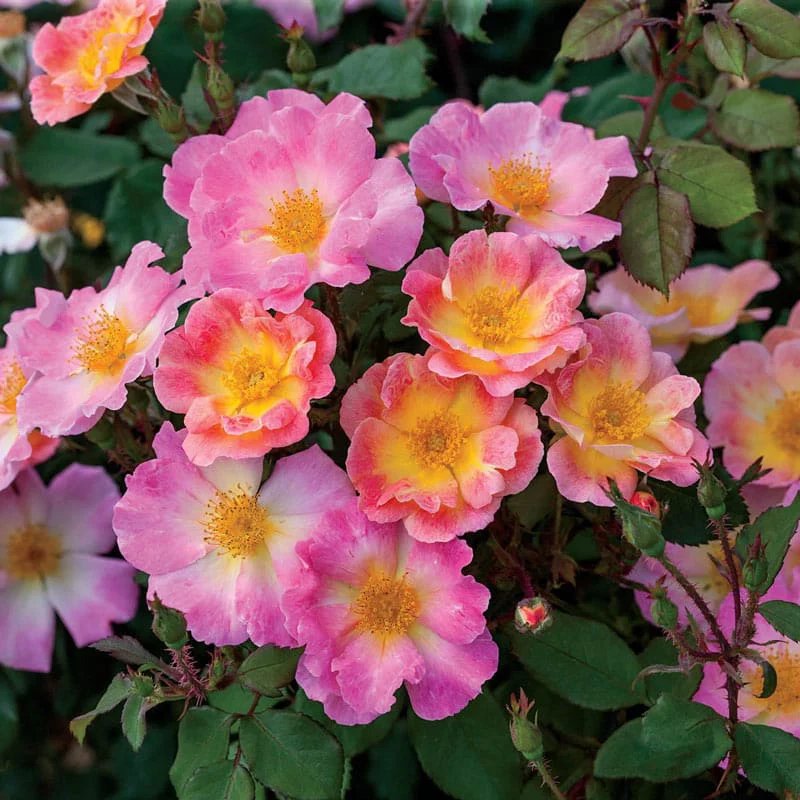 Watercolors Home Run® Shrub Rose